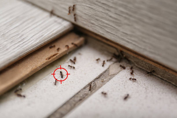Best Wasp Removal Services  in Northbrook, OH